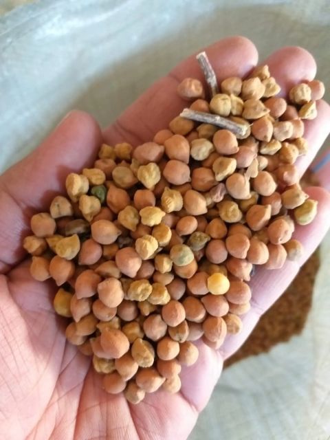 CHICK PEAS